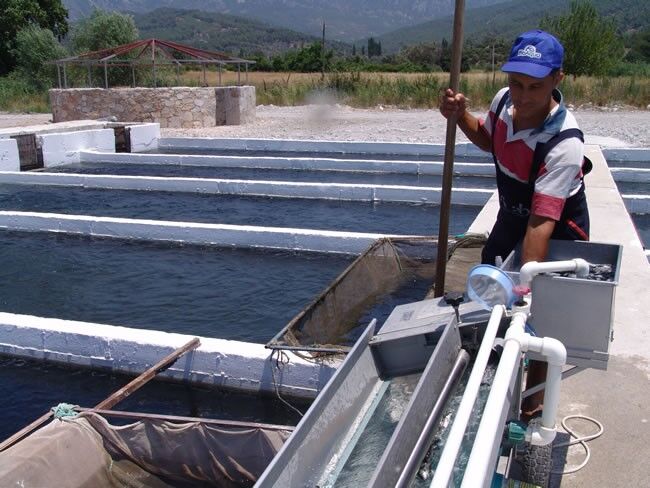 Seydikemer’den Almanya’ya Balık İhracatı (2)