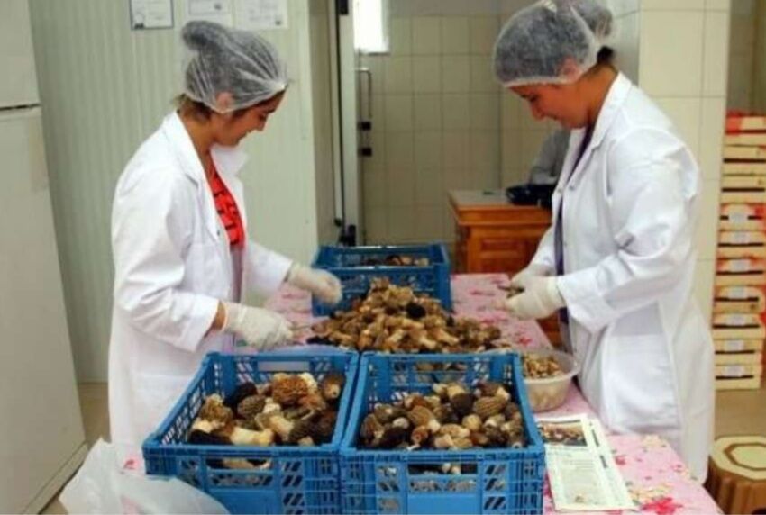 Fethiye’den Avrupaya Kuzu Göbeği İhraç Ediliyor (1)