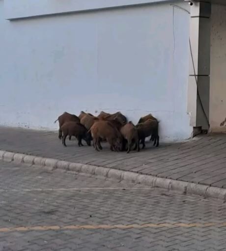 Domuz Sürüsü Fethiye Şehir Merkezinde Görüntülendi