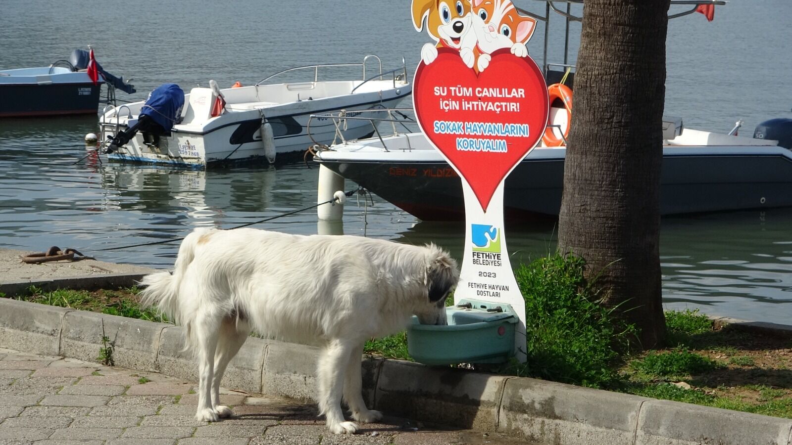 Bakan Yerlikaya’dan Valilere “Sokak Köpeği” Talimatı!