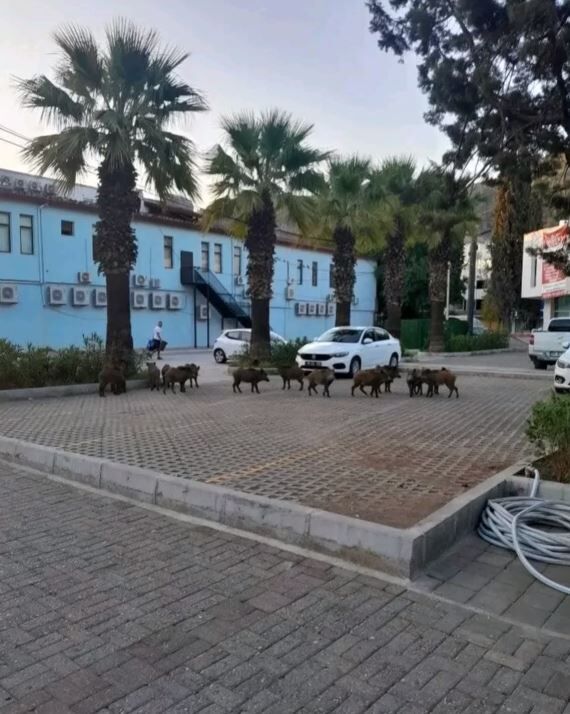 Domuz Sürüsü Fethiye Şehir Merkezinde Görüntülendi
