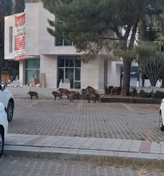 Domuz Sürüsü Fethiye Şehir Merkezinde Görüntülendi