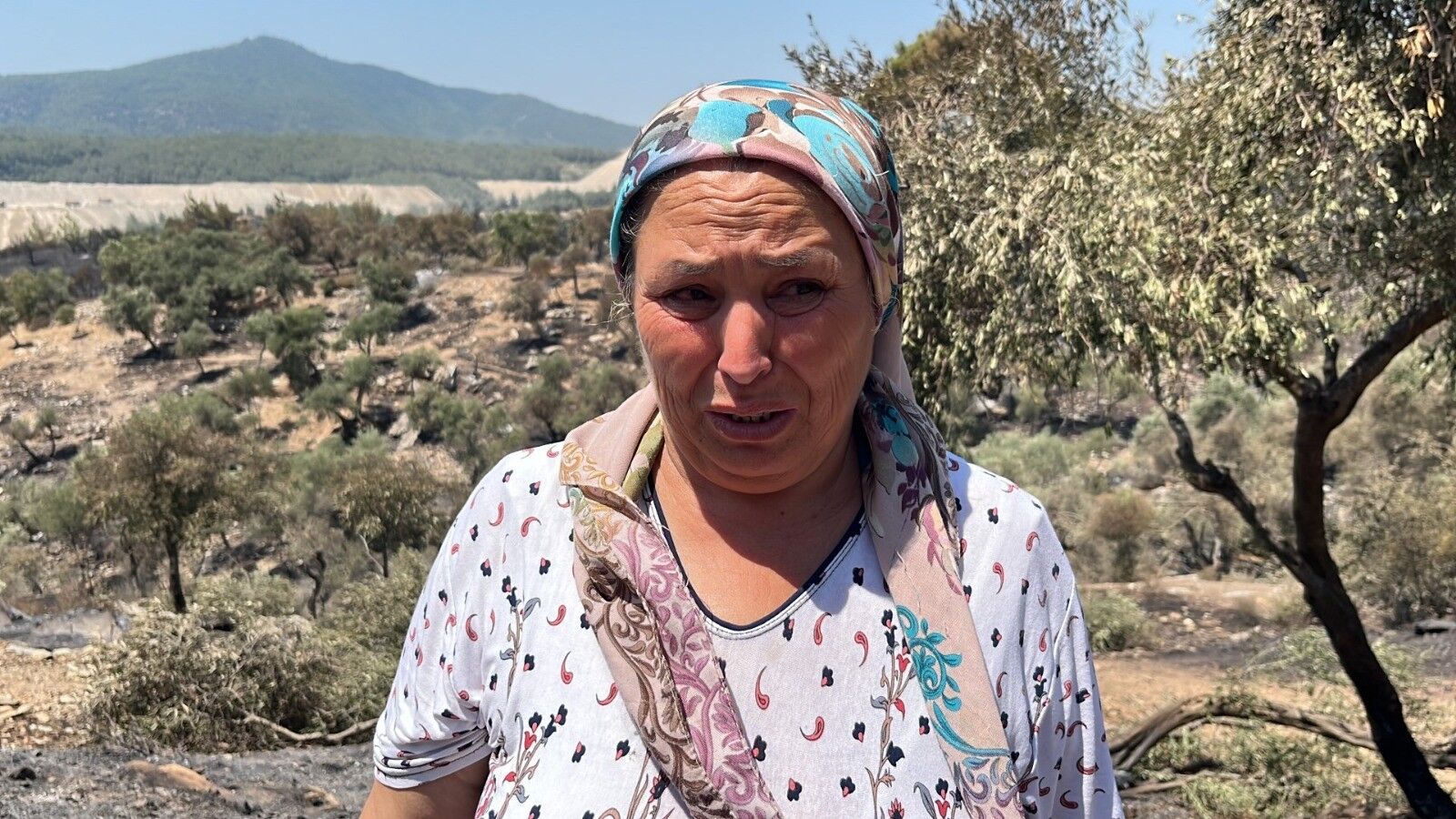 Milas’ta Alevler Yüzyıllık Mirası Yuttu; Zeytinlikler Kül Oldu