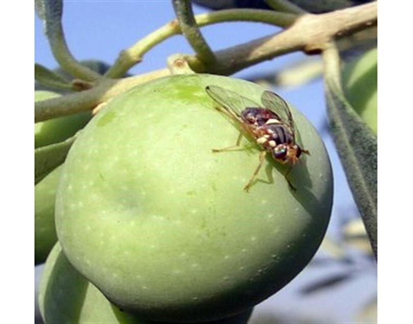 Fethiye’de Nar Ve Zeytin Üreticilerine Zararlılarla Mücadele Uyarısı