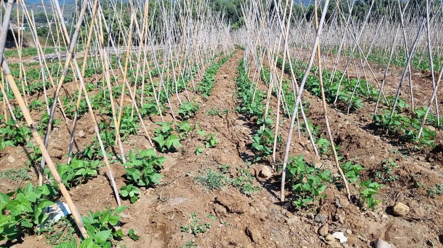 Fethiye’de Baklagil Üretimi Destekleniyor
