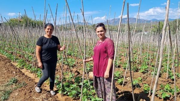 Fethiye’de Baklagil Üretimi Destekleniyor