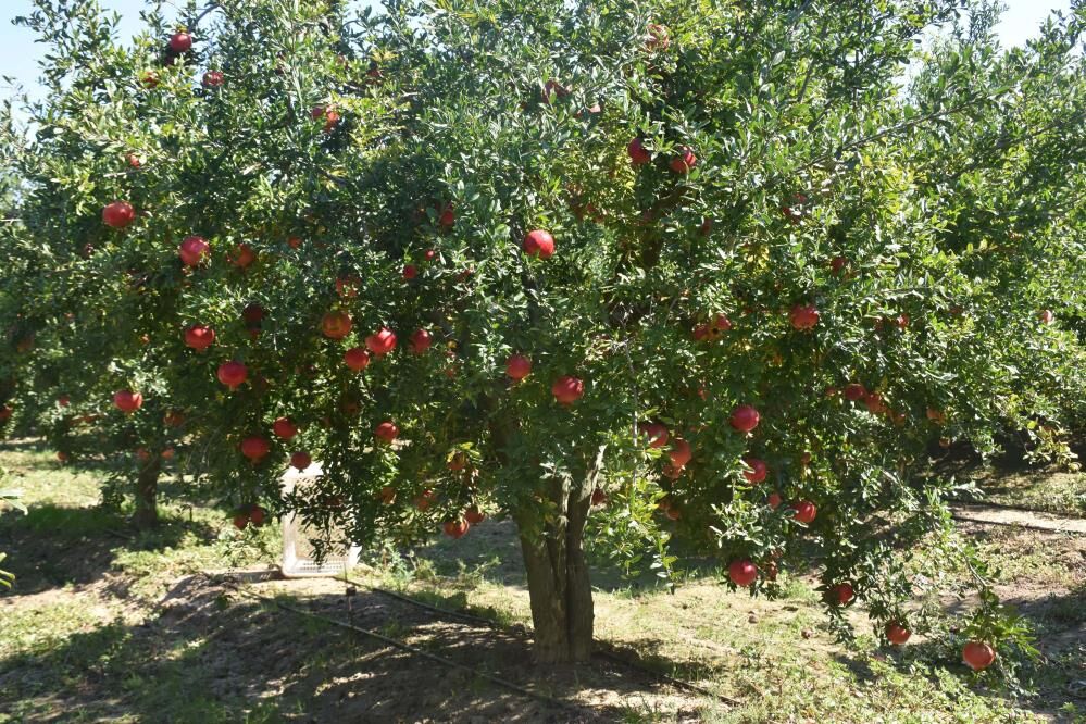 Muğla Nar üretiminde Türkiye ikincisi