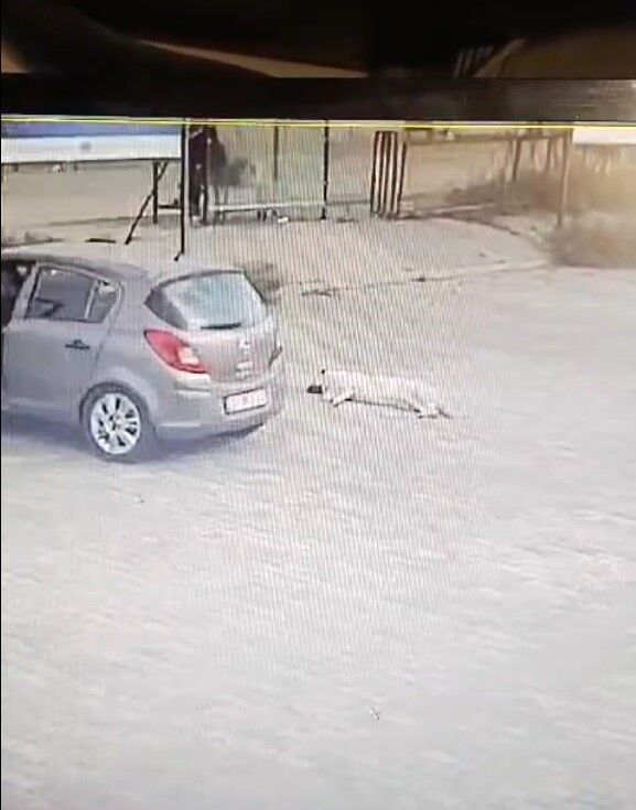 Köpeği Çiğneyen Sürücü Serbest Kaldı