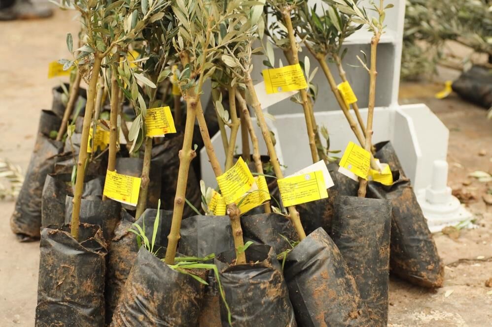Muğla’da 20 bin Zeytin Fidanı Toprakla Buluştu