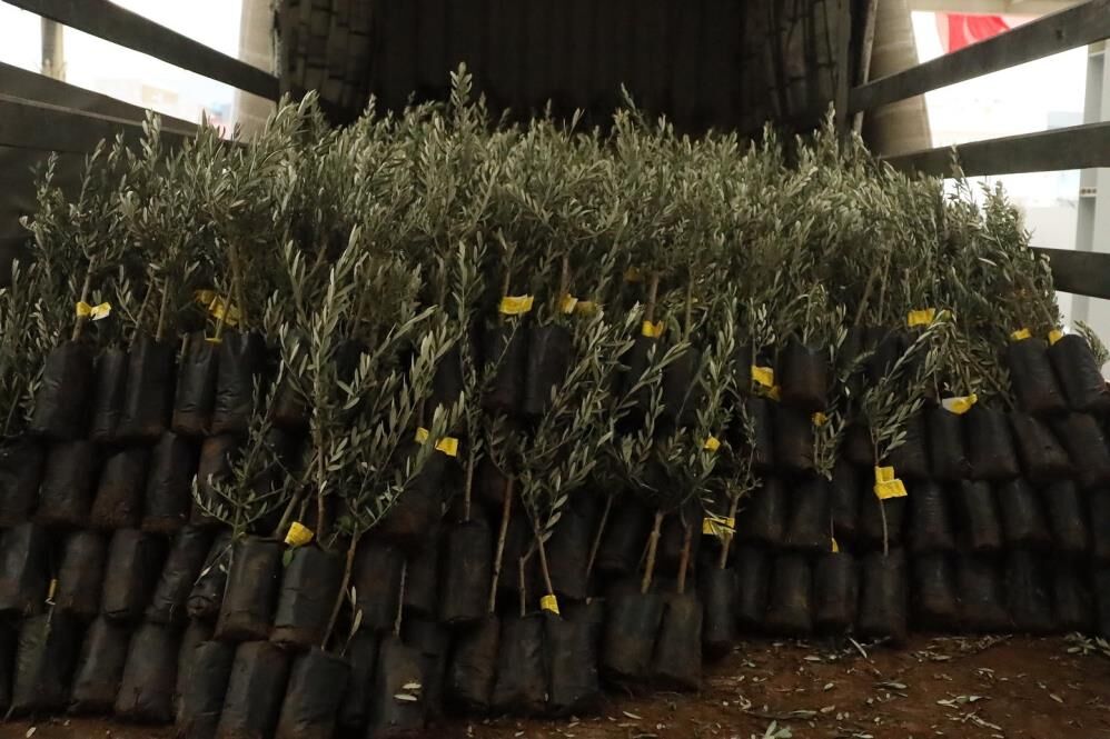 Muğla’da 20 bin Zeytin Fidanı Toprakla Buluştu