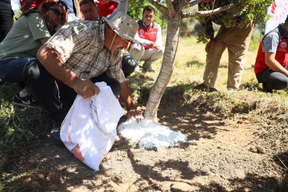 Muğla’da Sakız Hasadı Gerçekleştirildi