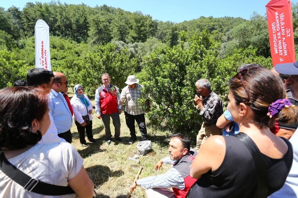 Muğla’da Sakız Hasadı Gerçekleştirildi