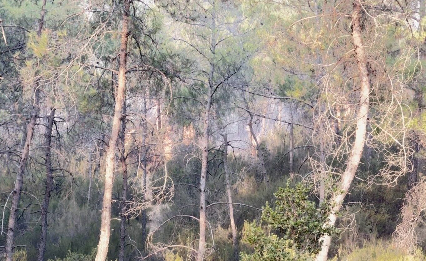 Fethiye Üzümlü'deki Orman Yangınında Havadan Ve Karadan Yoğun Mücadele