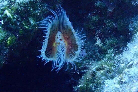 Altın Palet Sualtı Görüntüleme Türkiye Şampiyonası Fethiye’de Başlıyor