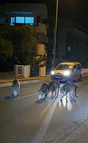 Muğla'da Yaban Domuzlarıyla Mücadele Kararı