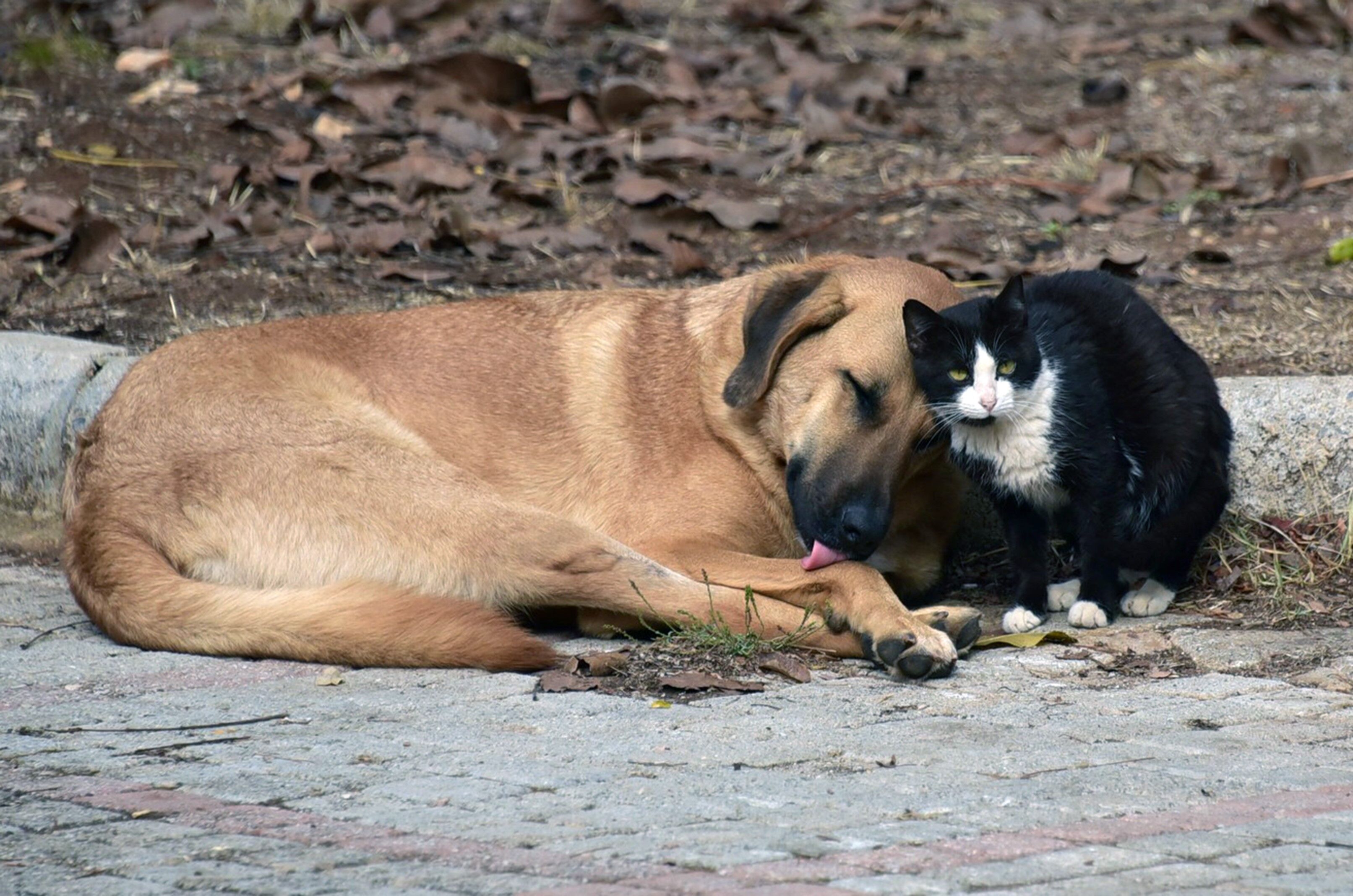 Kedi Ve Köpeğin Dostluğu, Objektife Yansıdı