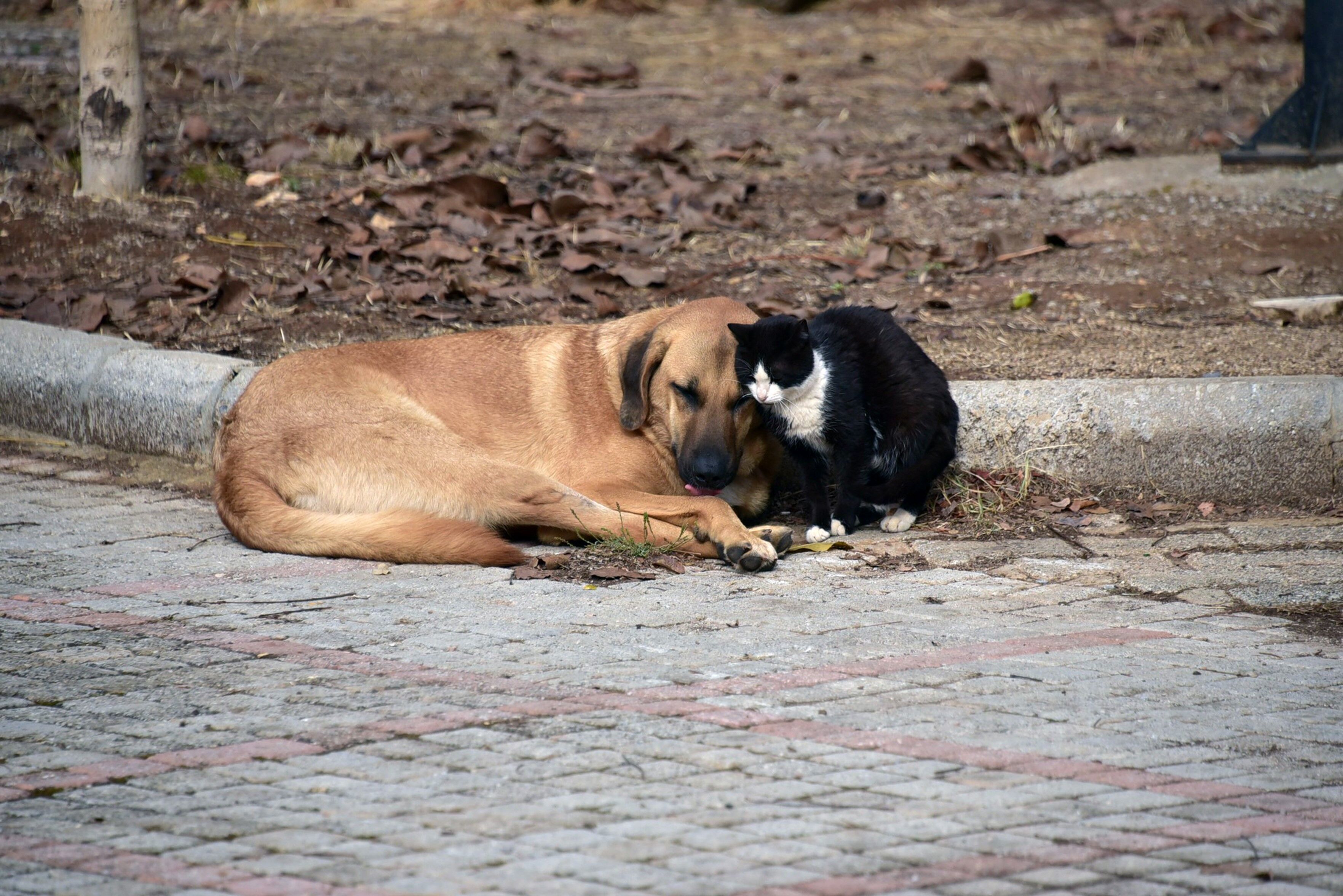 Kedi Ve Köpeğin Dostluğu, Objektife Yansıdı
