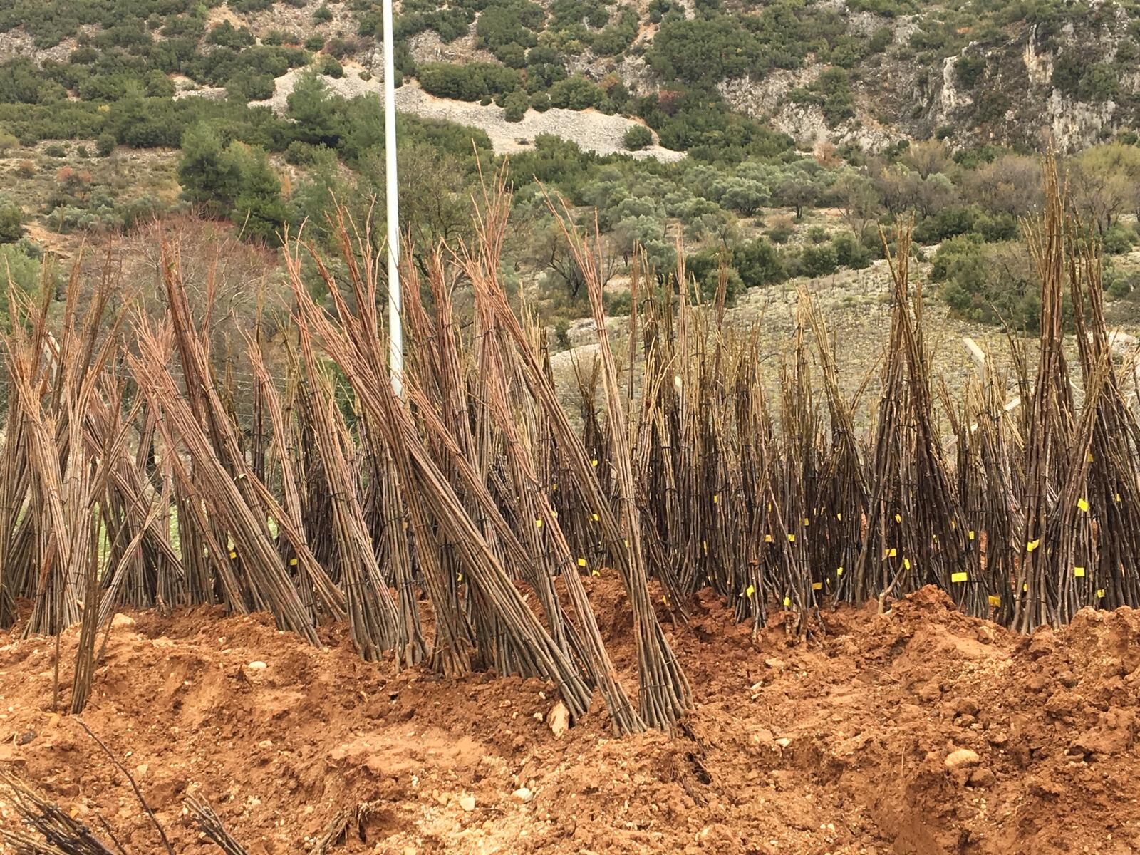 Yangında Kovanları Yanan Arıcılara Büyükşehir'den Malzeme Desteği