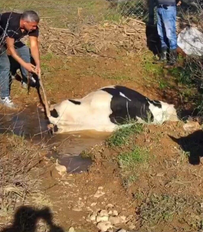 Derede Mahsur Kalan İnek, İş Makinesiyle Kurtarıldı