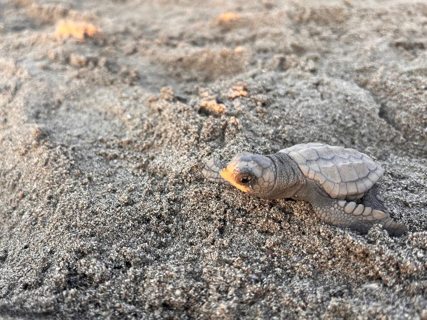 Caretta Caretta Yavruları Denizle Buluştu