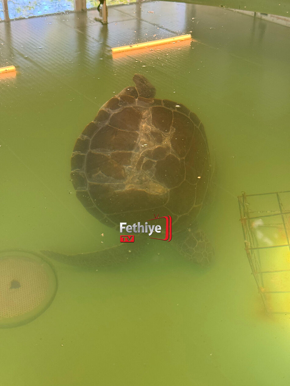 Fethiye'de Yaralanan Caretta Caretta “Berke Ada’nın” Tedavisi Sürüyor