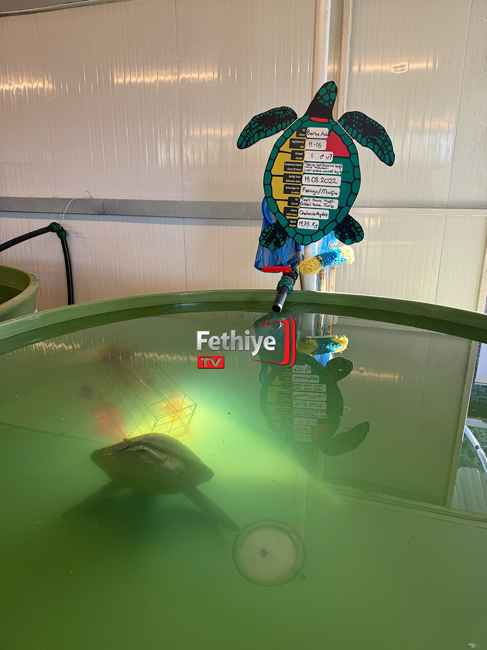 Fethiye'de Yaralanan Caretta Caretta “Berke Ada’nın” Tedavisi Sürüyor