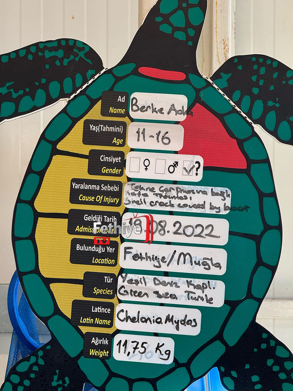 Fethiye'de Yaralanan Caretta Caretta “Berke Ada’nın” Tedavisi Sürüyor