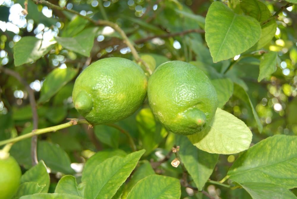 Dalaman Cezaevi’nde Yetiştirilen Yaklaşık 520 Bin Kilo Limon İhale İle Satılacak