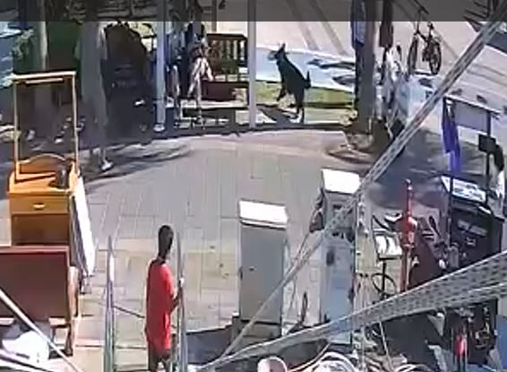 Köpeğin Isırdığı Polis Memuruna 10 Günlük Rapor Verildi