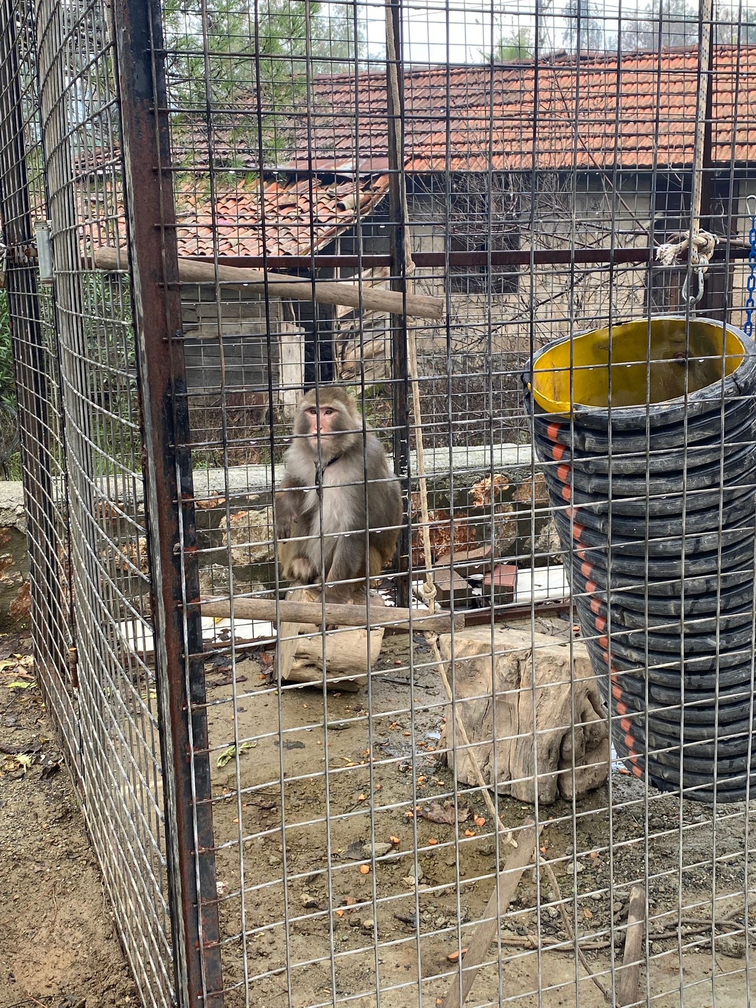 Ele Geçirilen Maymunlar Doğa Korumaya Teslim Edildi