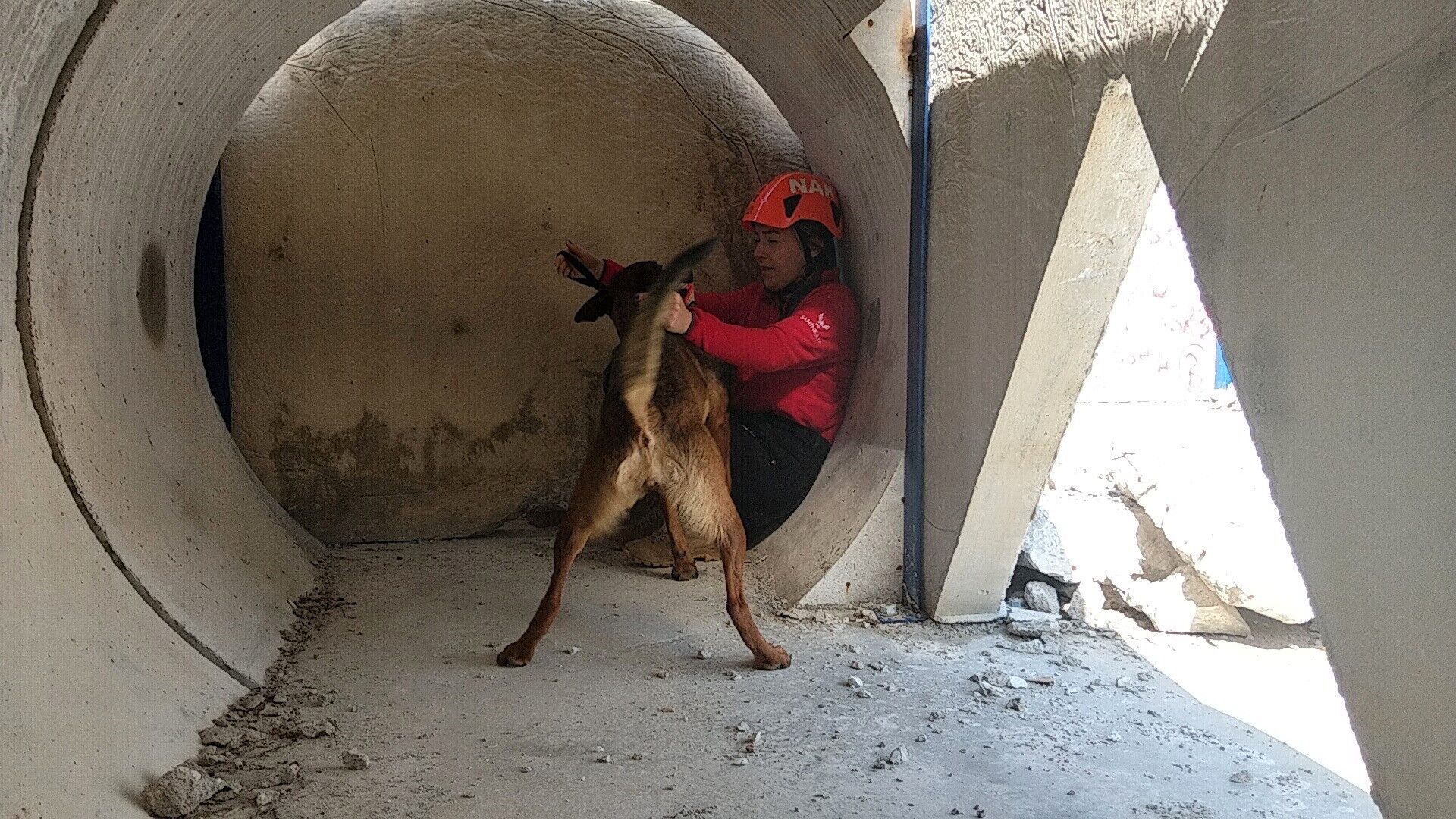 Enkazın Sessiz Kahramanı Arama Kurtarma Köpeği Tayga Görev Başında