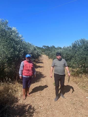 Fethiye Ve Seydikemer’de Zeytinciliği Geliştirme Projesi Devam Ediyor