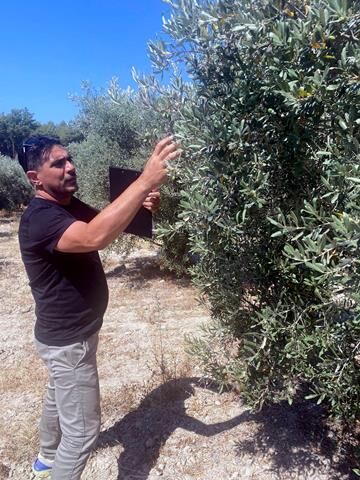 Fethiye Ve Seydikemer’de Zeytinciliği Geliştirme Projesi Devam Ediyor