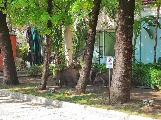 Fethiye’de Domuzların Kordon Turu