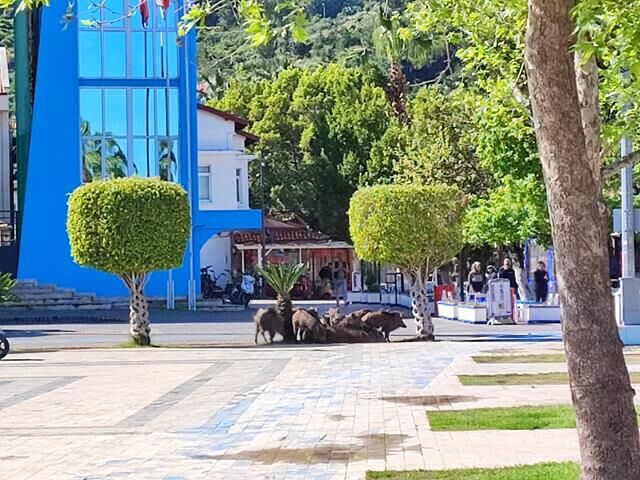 Fethiye’de Domuzların Kordon Turu