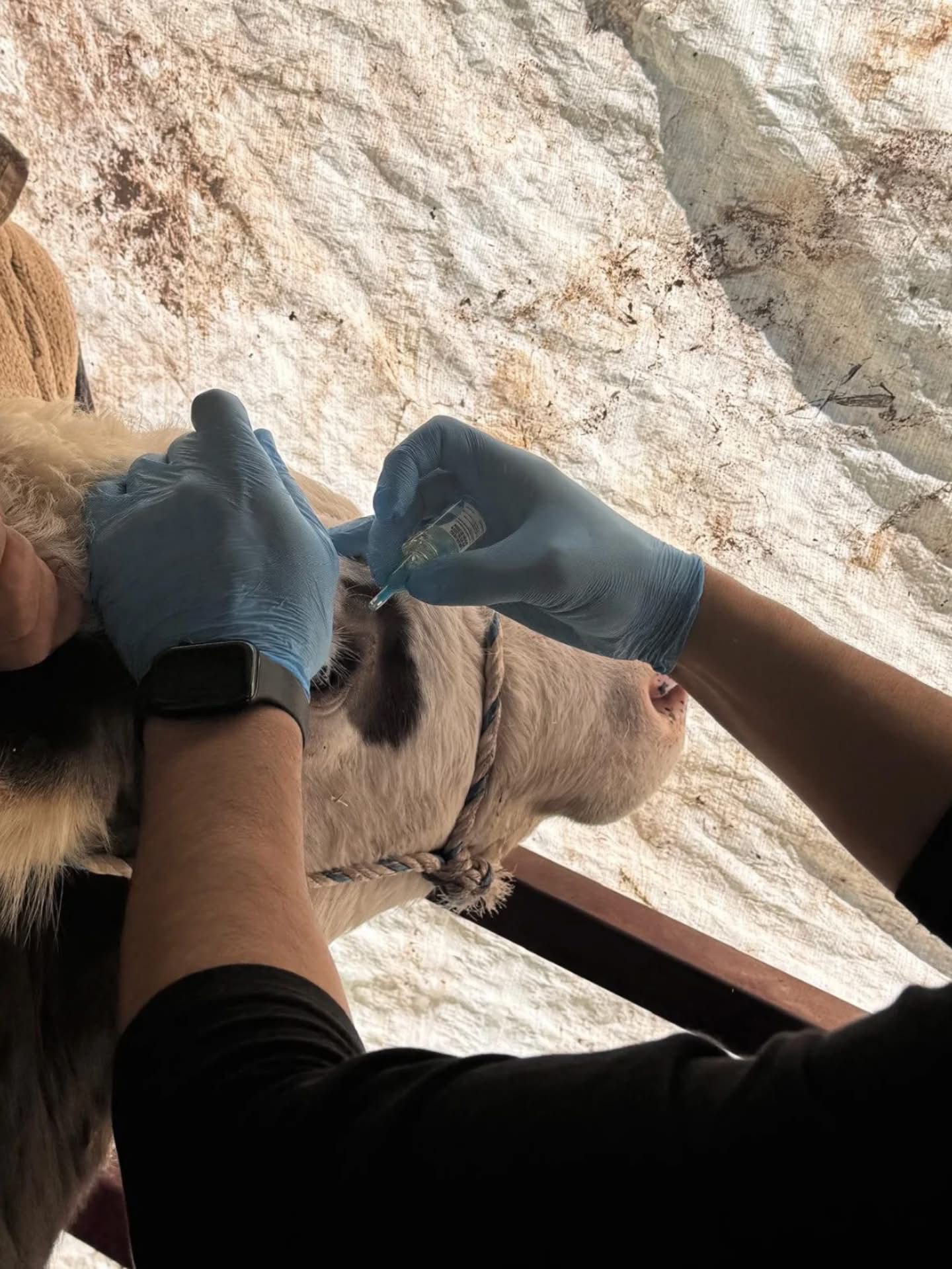 Fethiye’de Hayvan Sağlığı İçin Seferberlik