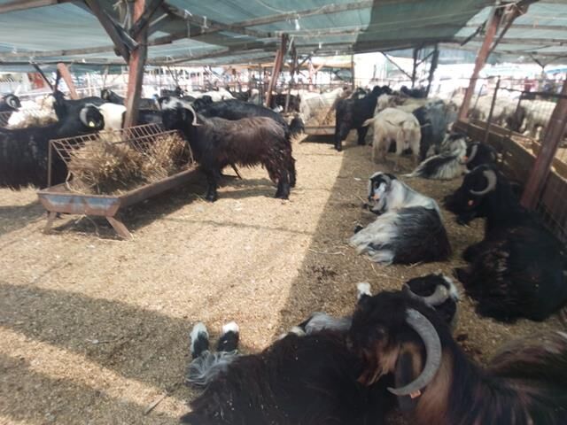 Fethiye’de Kurbanlık Satışları Hareketlendi