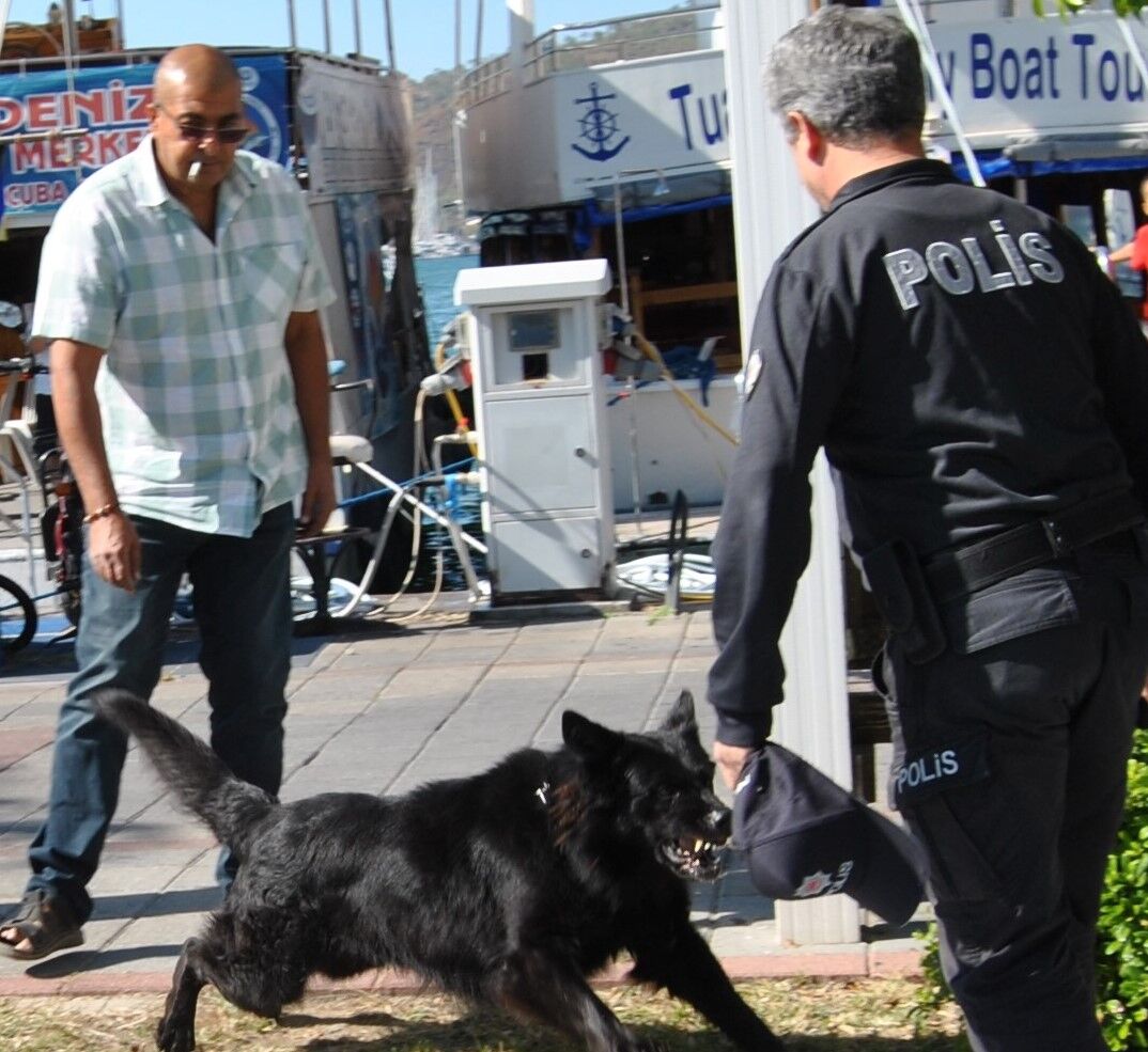 Kurt Köpeğinin Elinden Isırdığı Polis Hastaneye Kaldırıldı