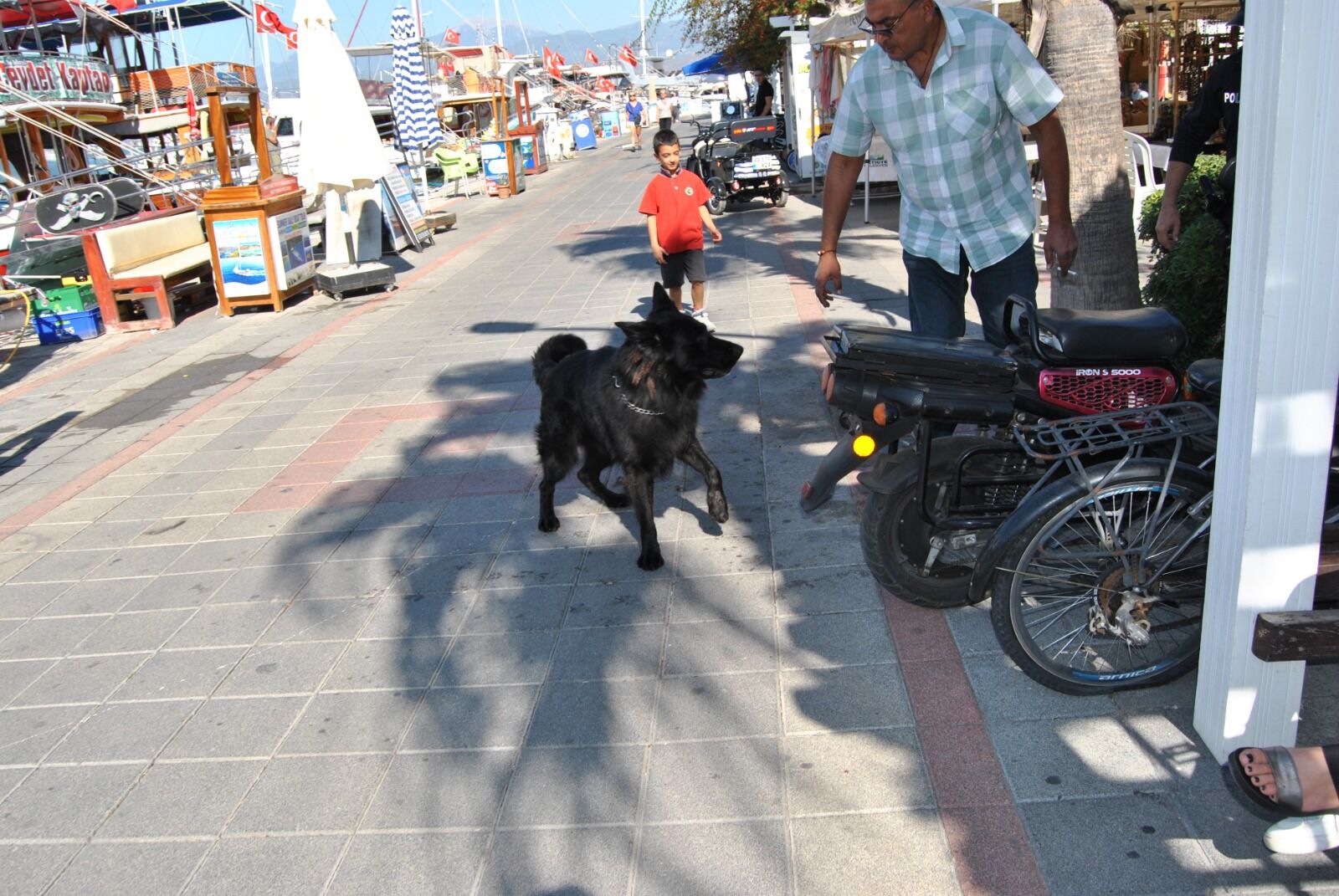 Kurt Köpeğinin Elinden Isırdığı Polis Hastaneye Kaldırıldı