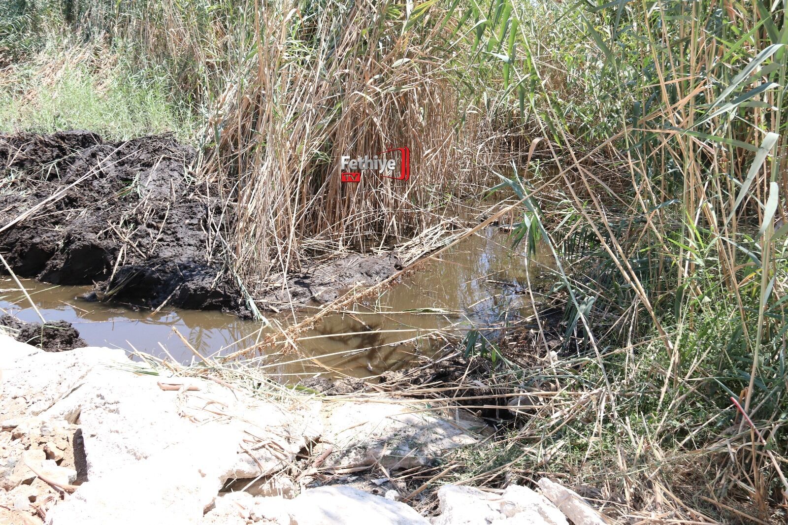 Fethiye’de Ölüme Terk Edilen Su Kaplumbağaları Yeniden Gölle Buluştu