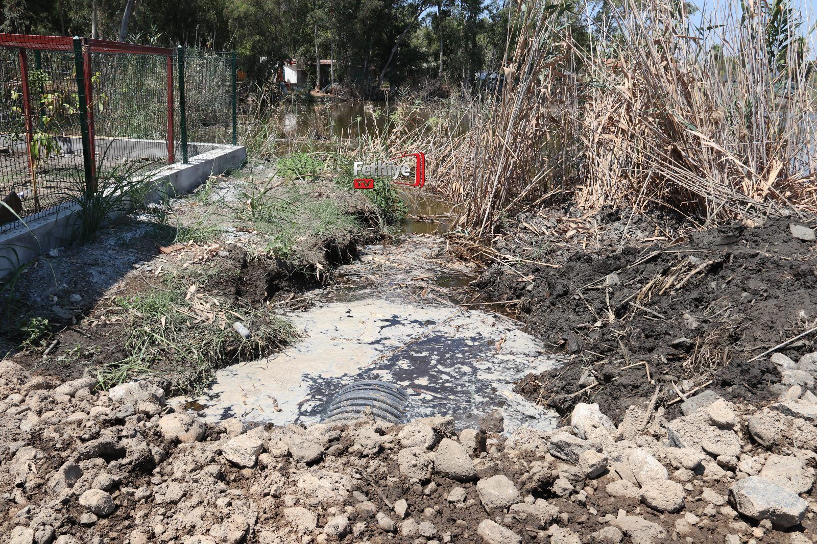 Fethiye’de Ölüme Terk Edilen Su Kaplumbağaları Yeniden Gölle Buluştu