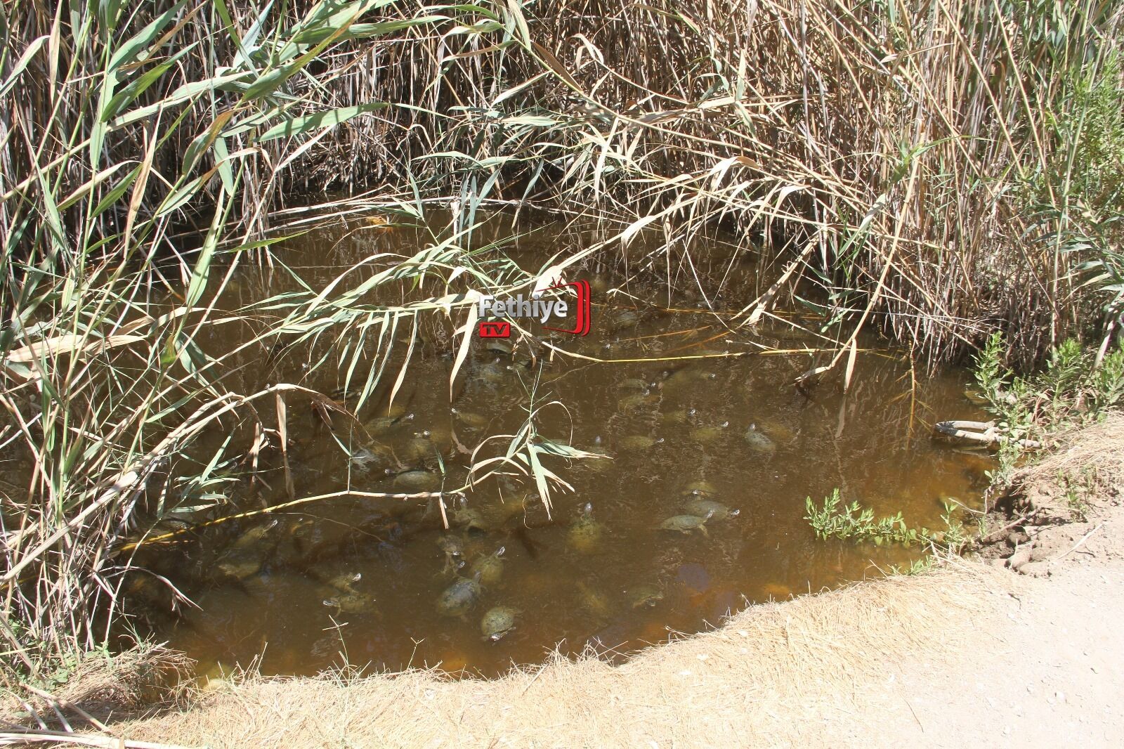 Fethiye’de Su Kaplumbağalarını Ölüme Terk Ettiler