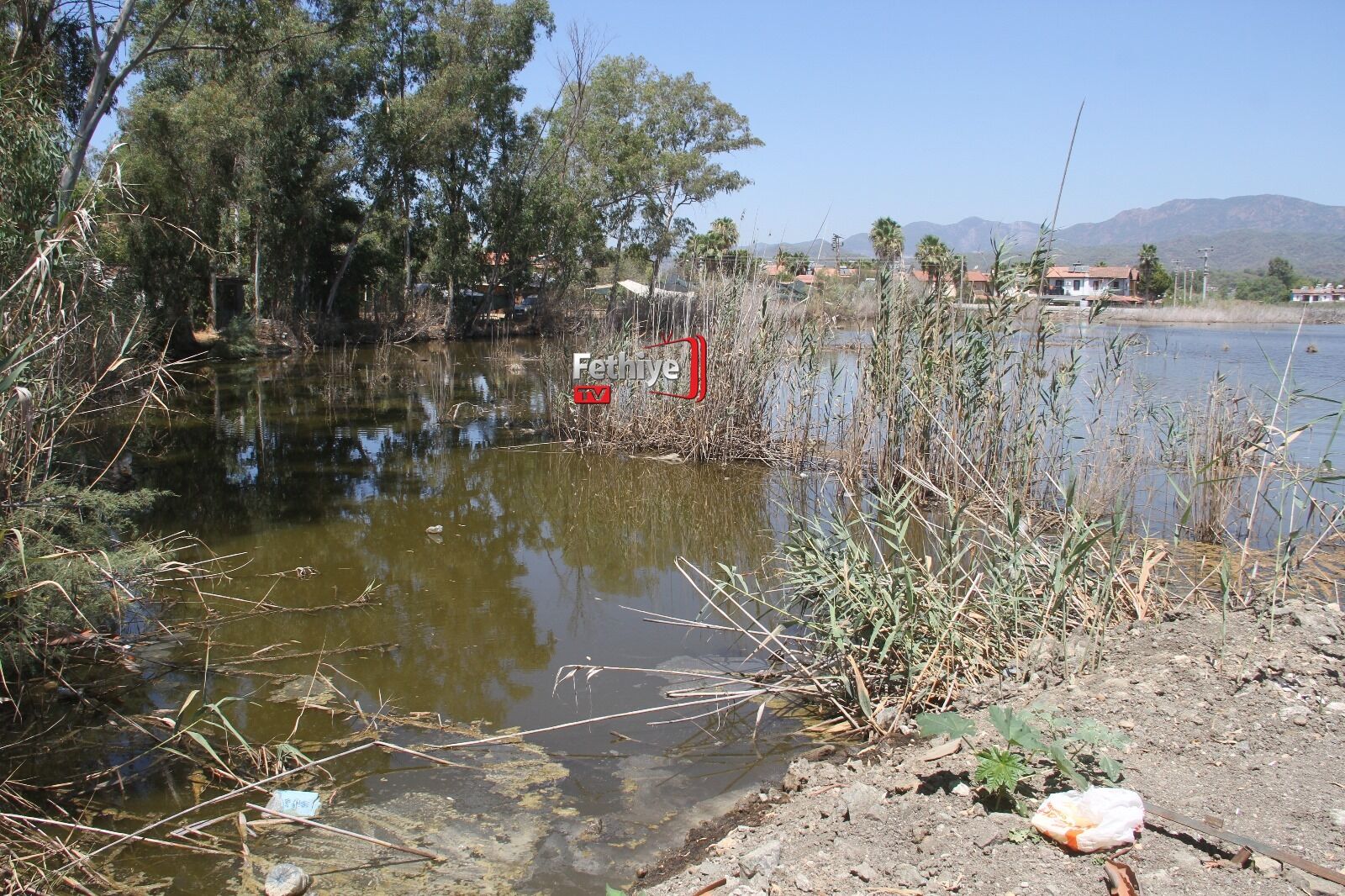 Fethiye’de Su Kaplumbağalarını Ölüme Terk Ettiler