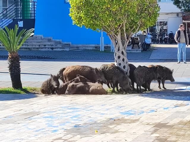 Fethiye’de Yaban Domuzları İçin Önlem Alınacak