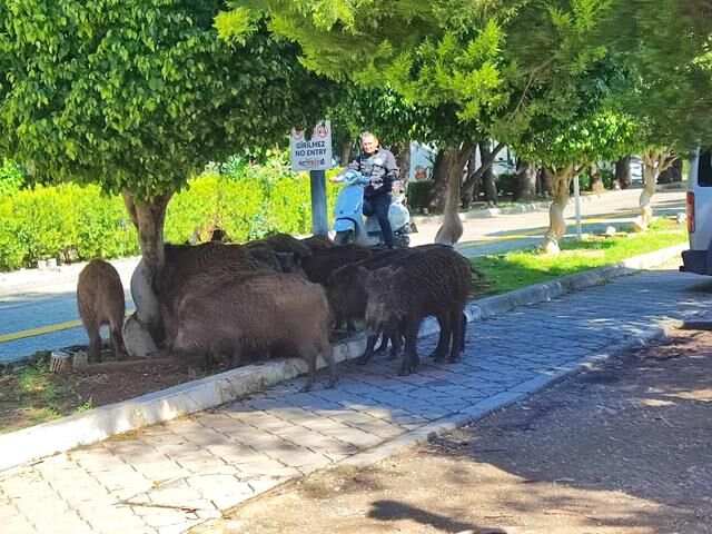 Fethiye’de Yaban Domuzları İçin Önlem Alınacak