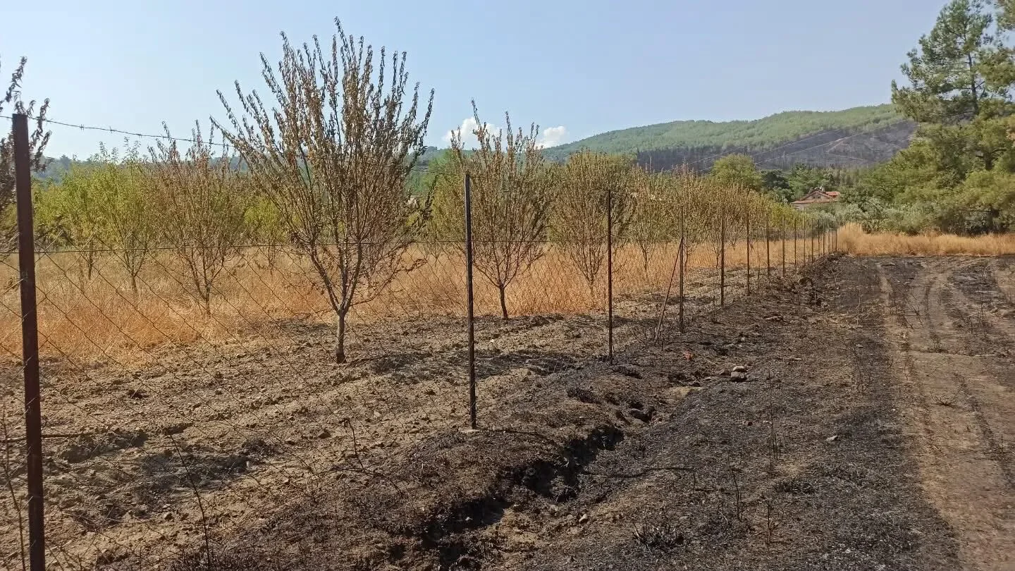 Fethiye'de Yangının Yaraları Sarılıyor