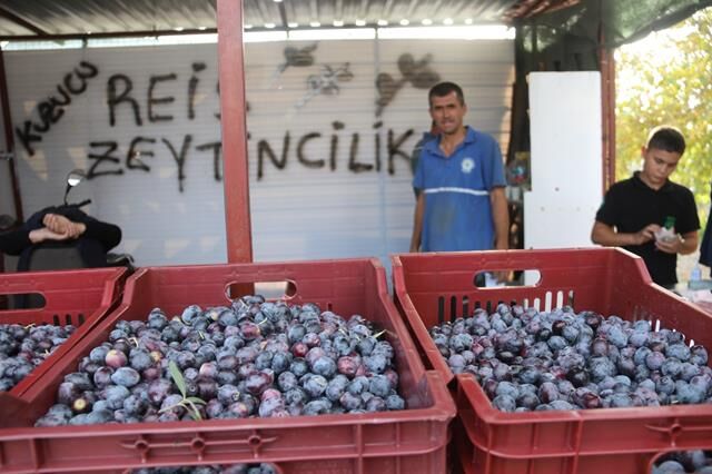 Fethiye’de Zeytin Hasadı Başladı