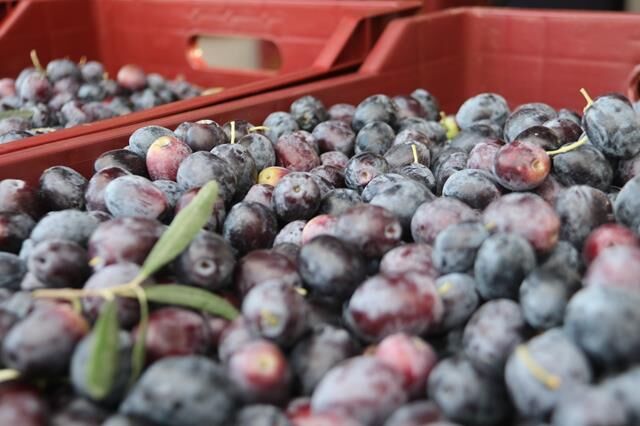 Fethiye’de Zeytin Hasadı Başladı