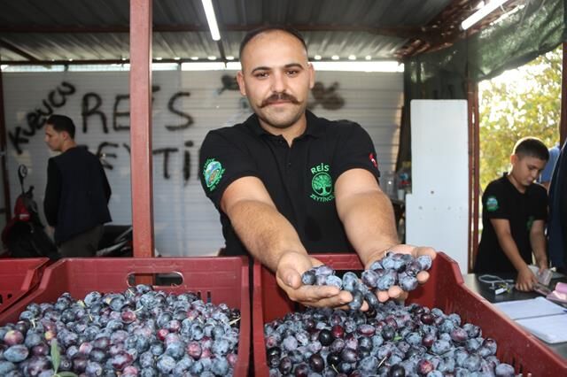 Fethiye’de Zeytin Hasadı Başladı