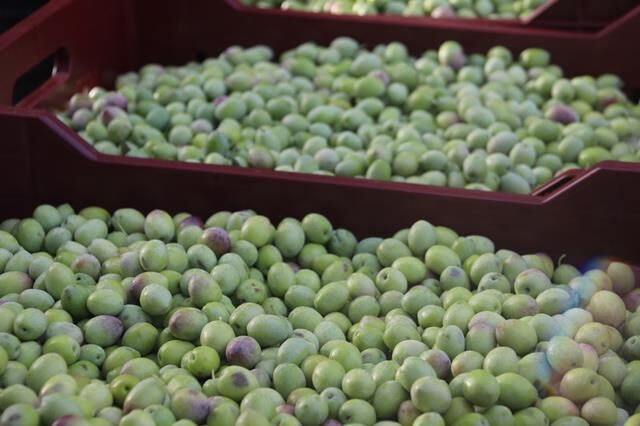 Fethiye’de Zeytin Hasadı Başladı